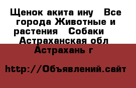 Щенок акита ину - Все города Животные и растения » Собаки   . Астраханская обл.,Астрахань г.